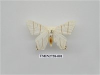 藏品(尺蛾327)的圖片